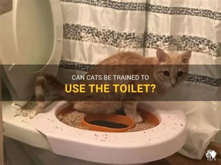 Can cats use the toilet