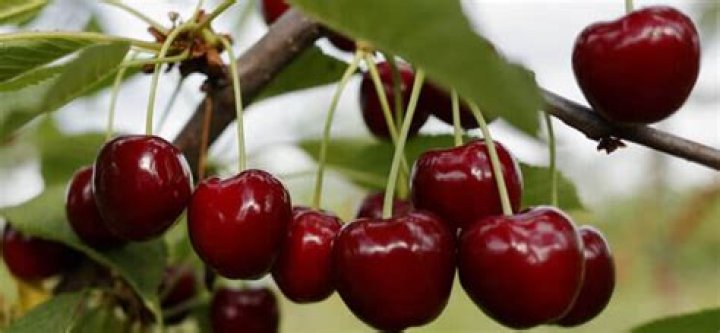 Can cherry fruit tree grow in the Philippines