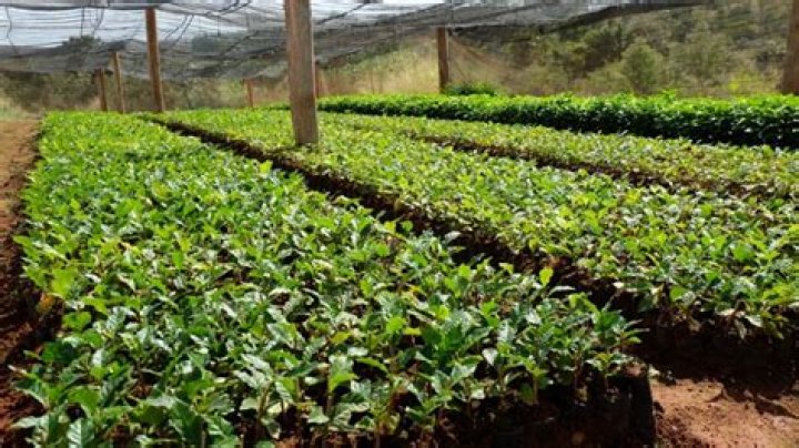 Can coffee be grown in greenhouses