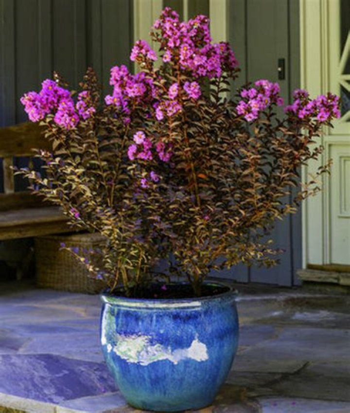 Can crape myrtle be potted