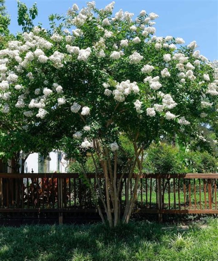 Can crape myrtle grow in NJ
