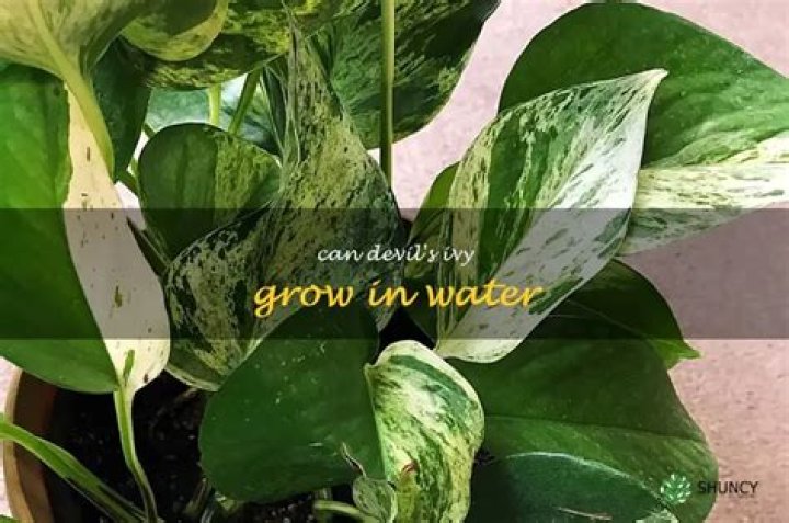 Can Devils Ivy grow in water