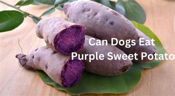 Can dogs eat purple sweet potato