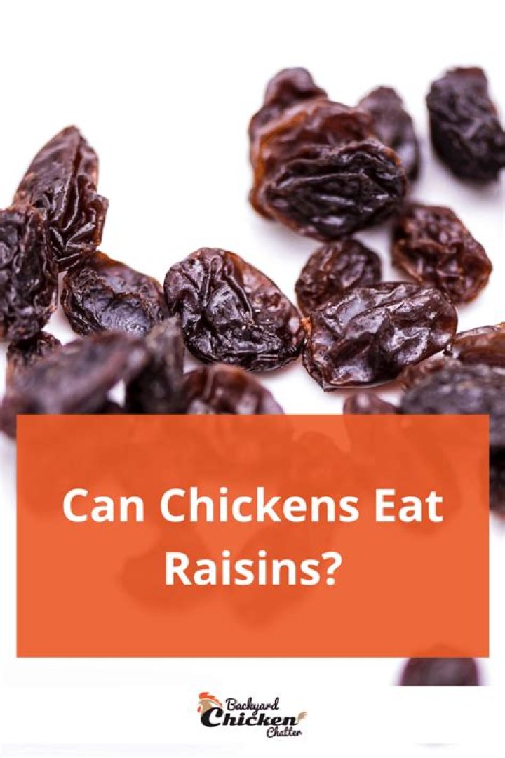 Can ducks and chickens eat raisins