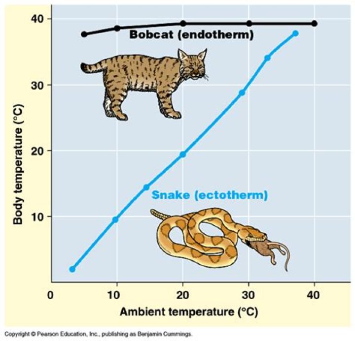Can Ectotherms be Homeothermic
