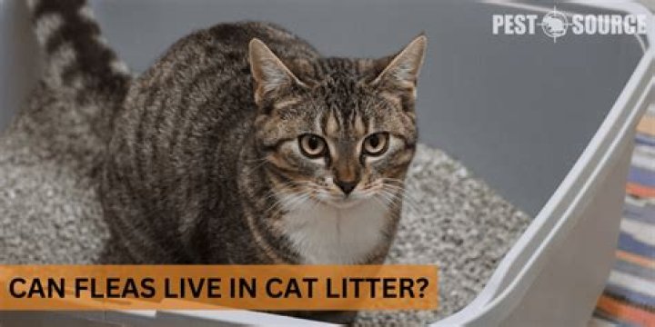 Can fleas live in cat poop