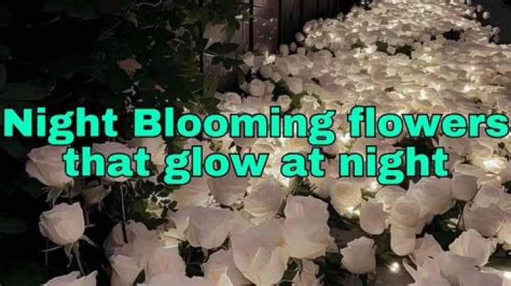 Can flowers glow