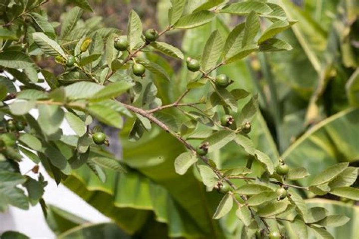Can guava trees grow in Texas