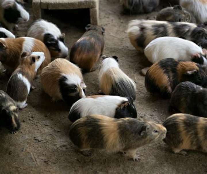 Can guinea pigs survive URI
