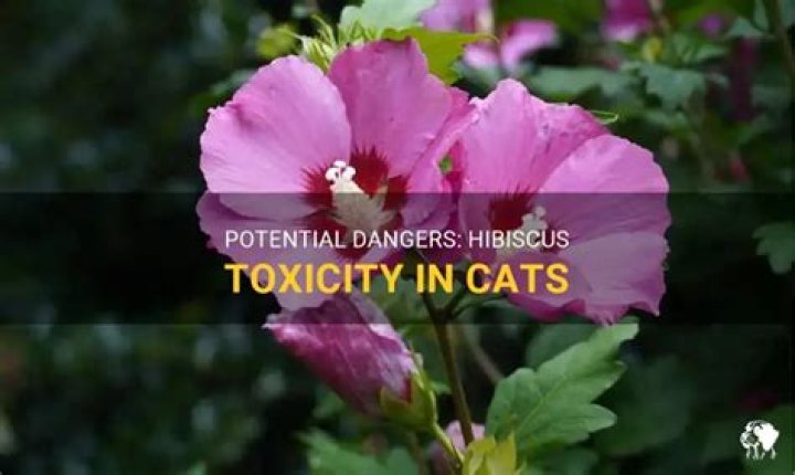 Can hibiscus kill cats