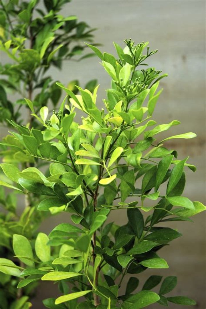 Can I cut back my mock orange