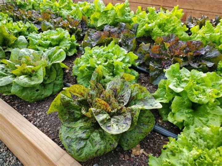 Can I plant lettuce with onions