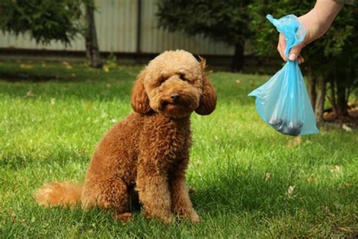 Can I put dog poo in my bin