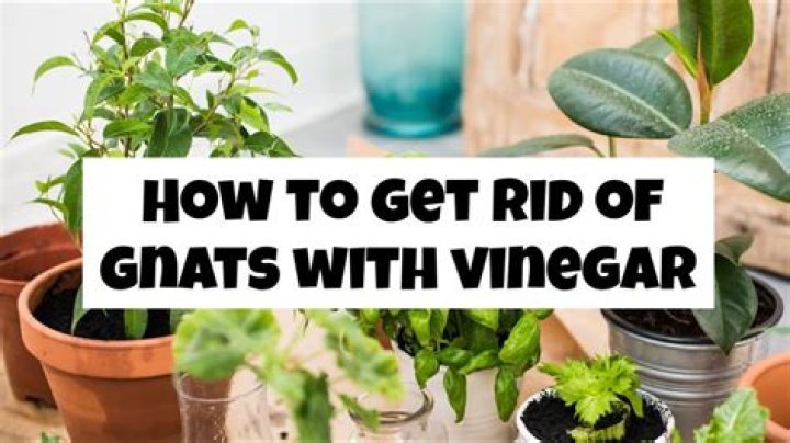 Can I use white vinegar for gnats