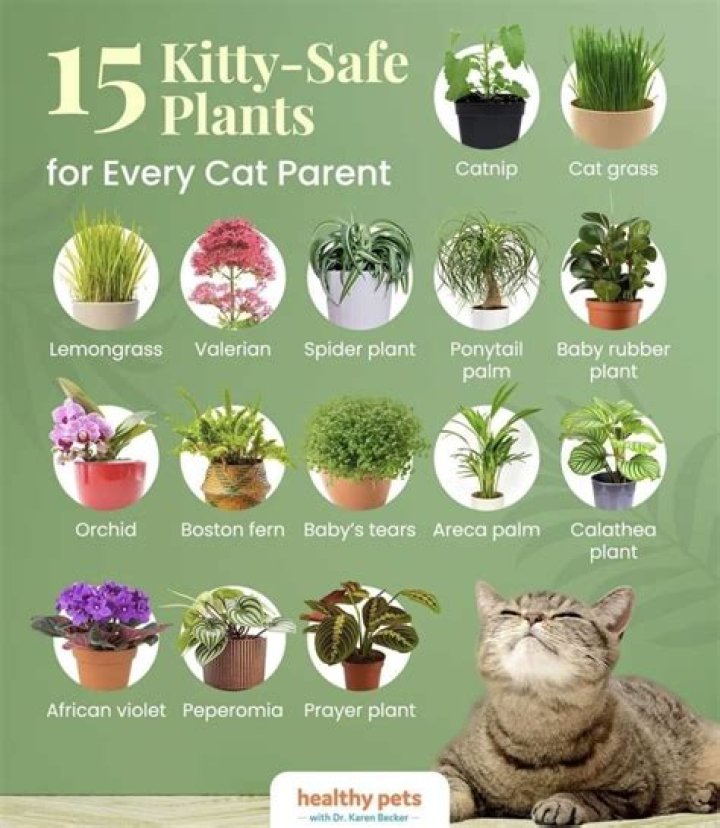 Can jade plant kill cats