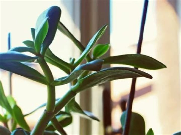 Can jade plants get sunburned