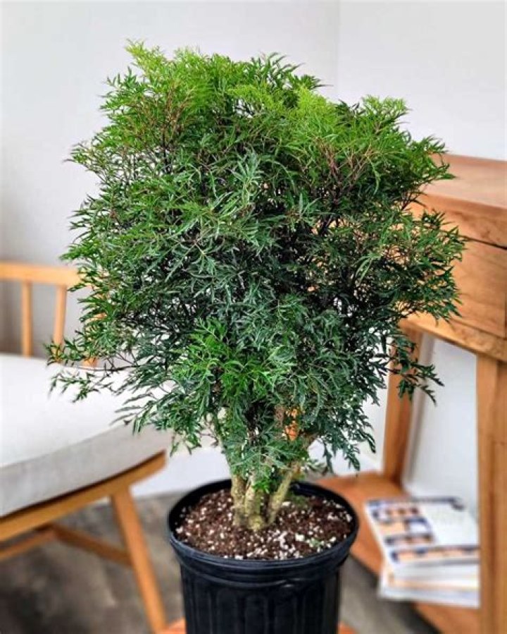 Can Japanese Aralia be grown indoors
