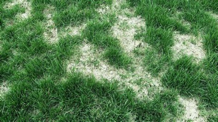 Can lawn fungus affect my dog