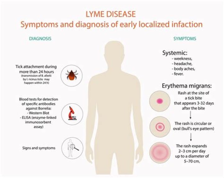 Can Lyme disease cause encephalitis
