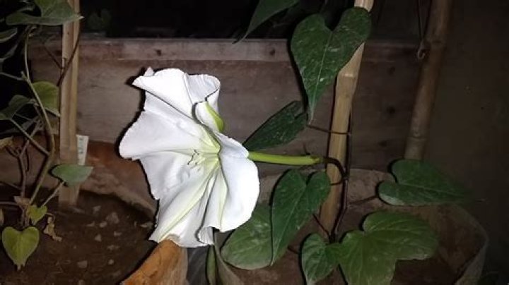Can moonflowers be grown in pots