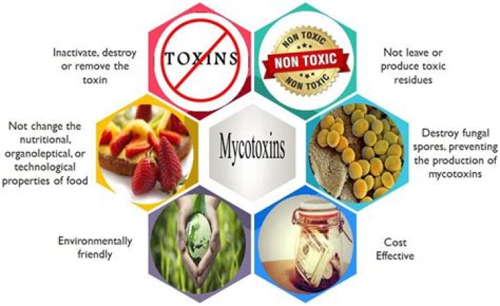 Can mycotoxins kill you