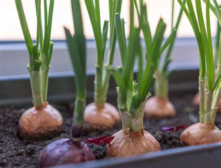 Can onions and basil be planted together