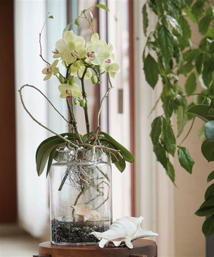 Can orchids live forever