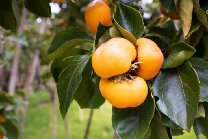 Can persimmon grow in tropical countries