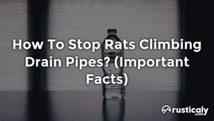Can rats climb up plastic drain pipes
