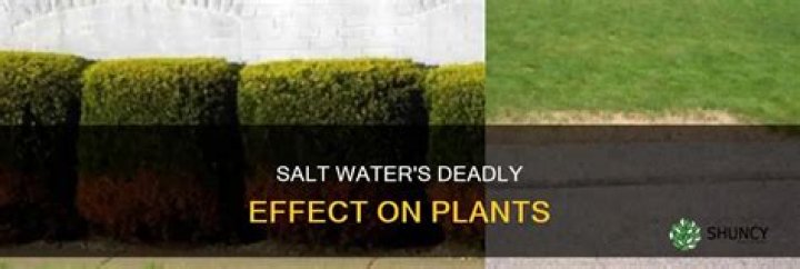 Can salt water kill plants