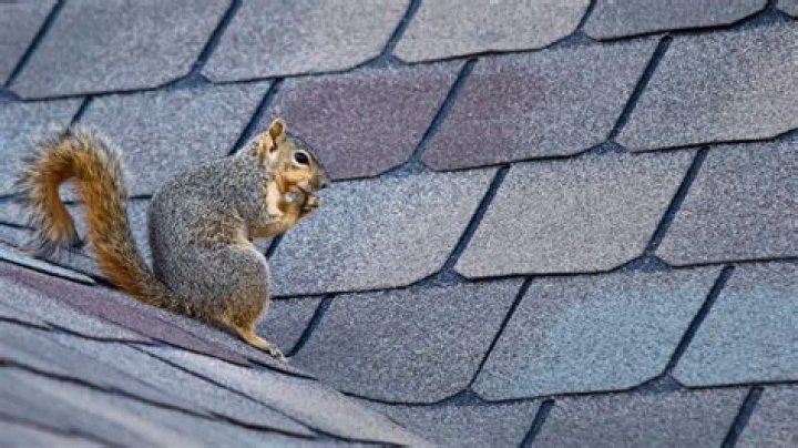 Can squirrels climb up downspouts