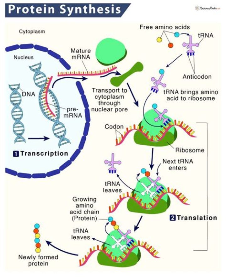 Can the body use protein to synthesize cellular energy