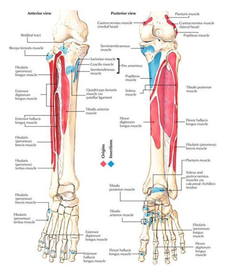 Can the fibula pop out