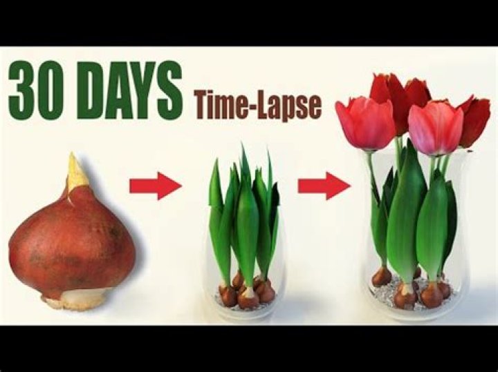 Can tulips grow in South Africa