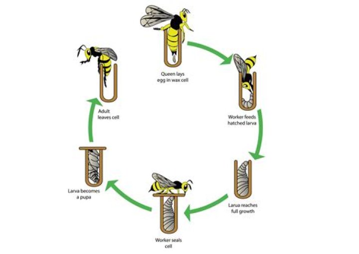Can Wasps live through the winter