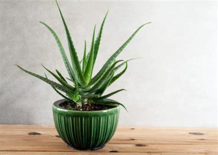 Can we grow aloe vera indoors