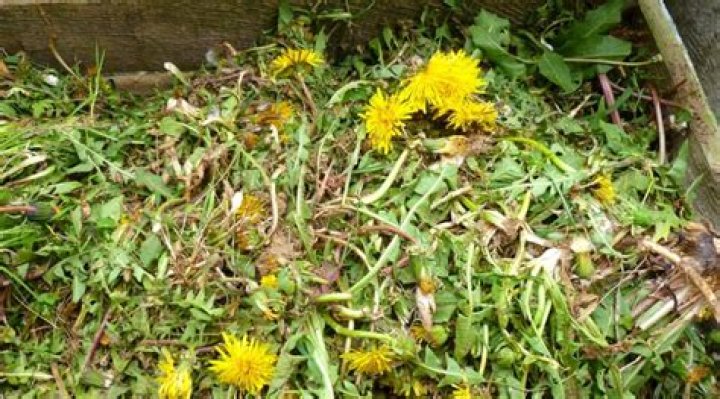 Can weeds be used as fertilizer