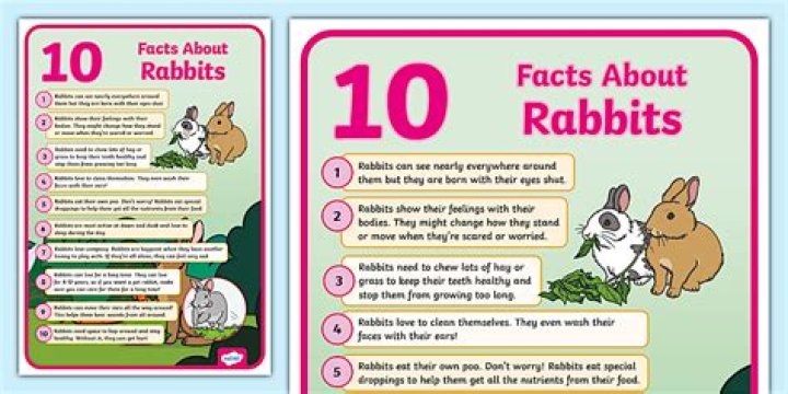 Can you board rabbits