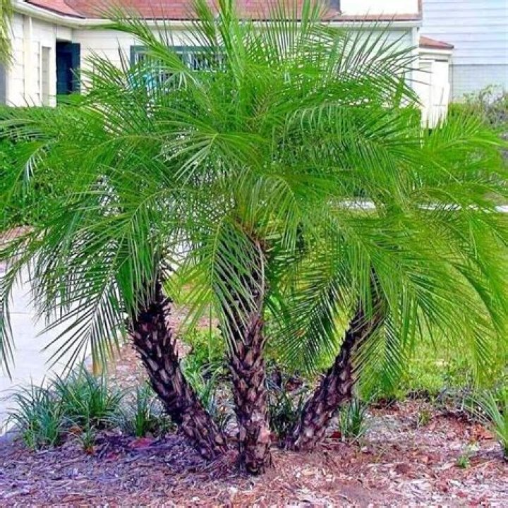 Can you buy palm tree seeds