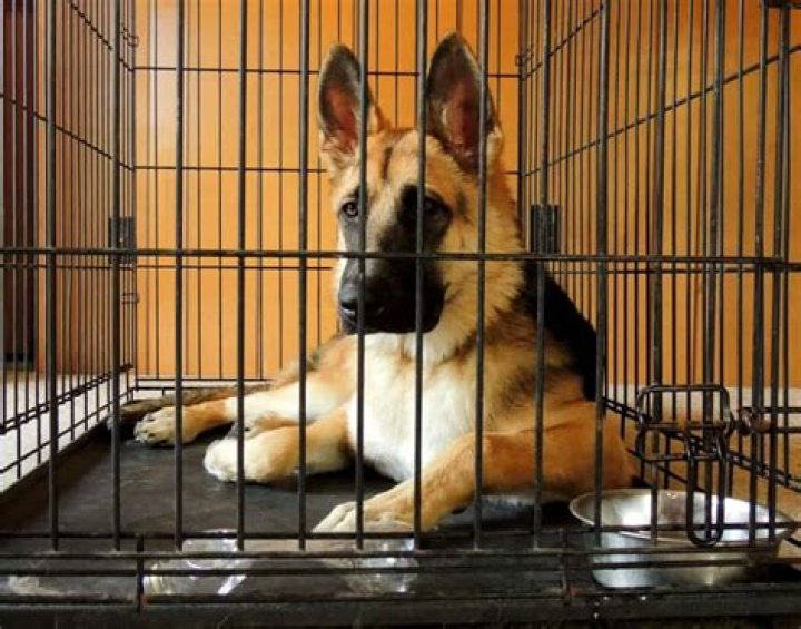 Can you crate a German shepherd