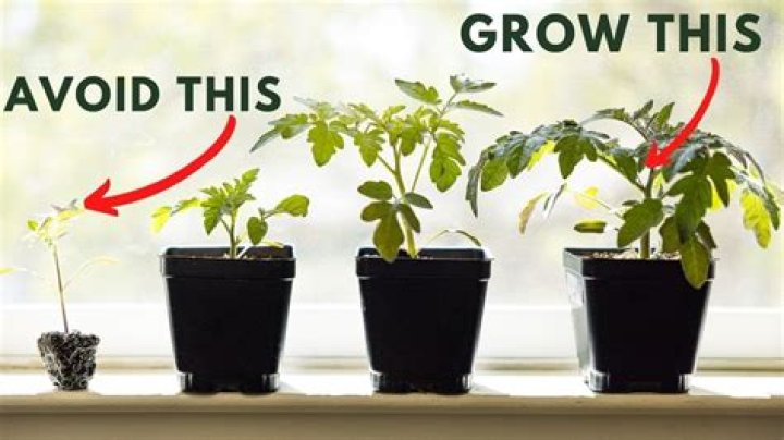 Can you dig up and replant tomato plants