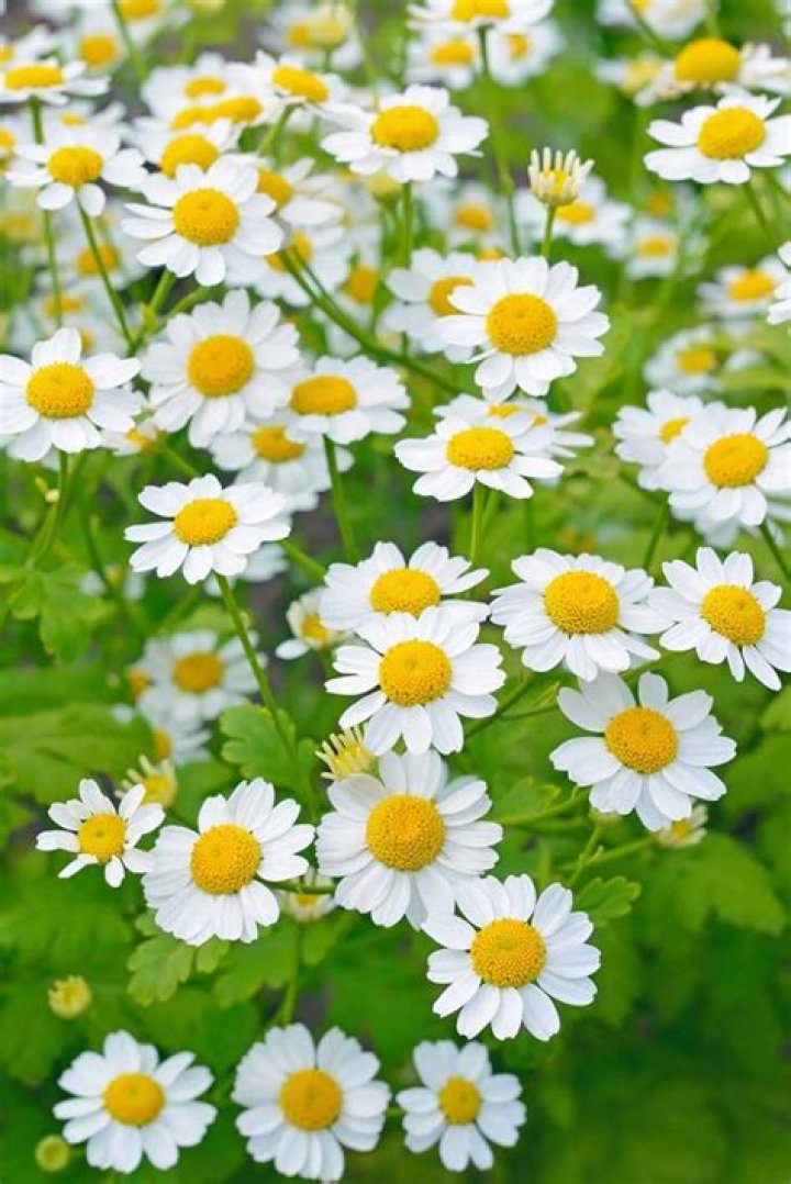 Can you dry feverfew