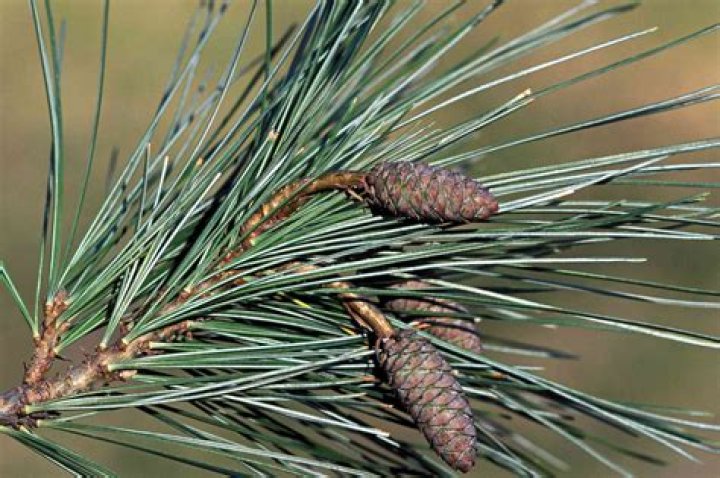 Can you dry pine needles for tea