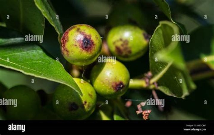 Can you eat bay tree berries