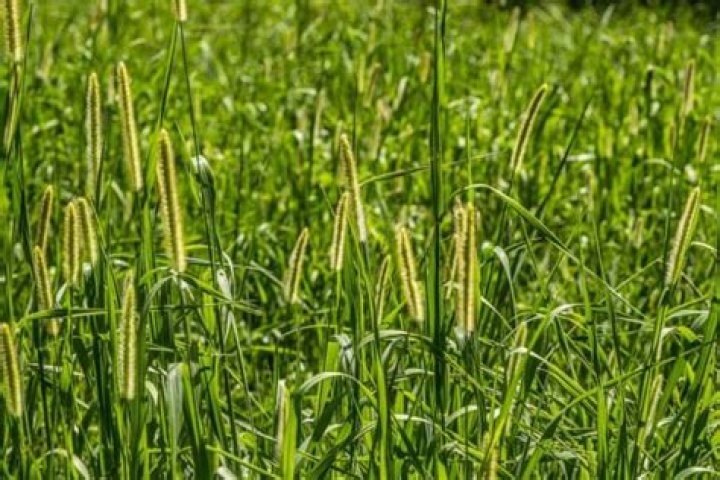 Can you eat grass without an appendix