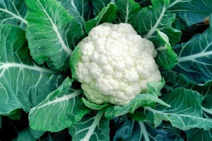 Can you eat leaves from cauliflower