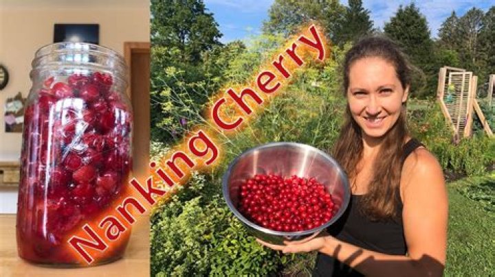 Can you eat Nanking cherry