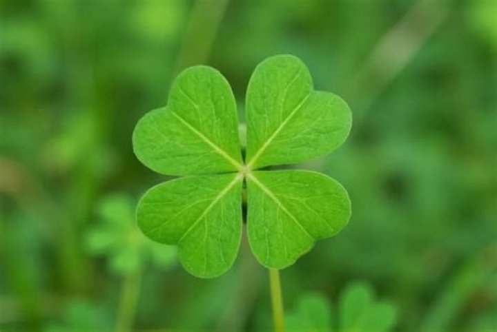 Can you eat sweet clover