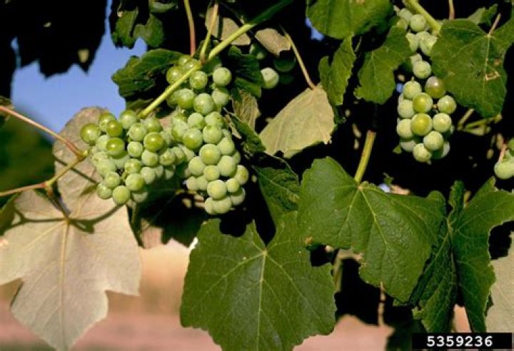 Can you eat Vitis vinifera