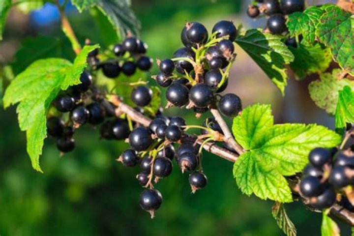 Can you eat wild currants